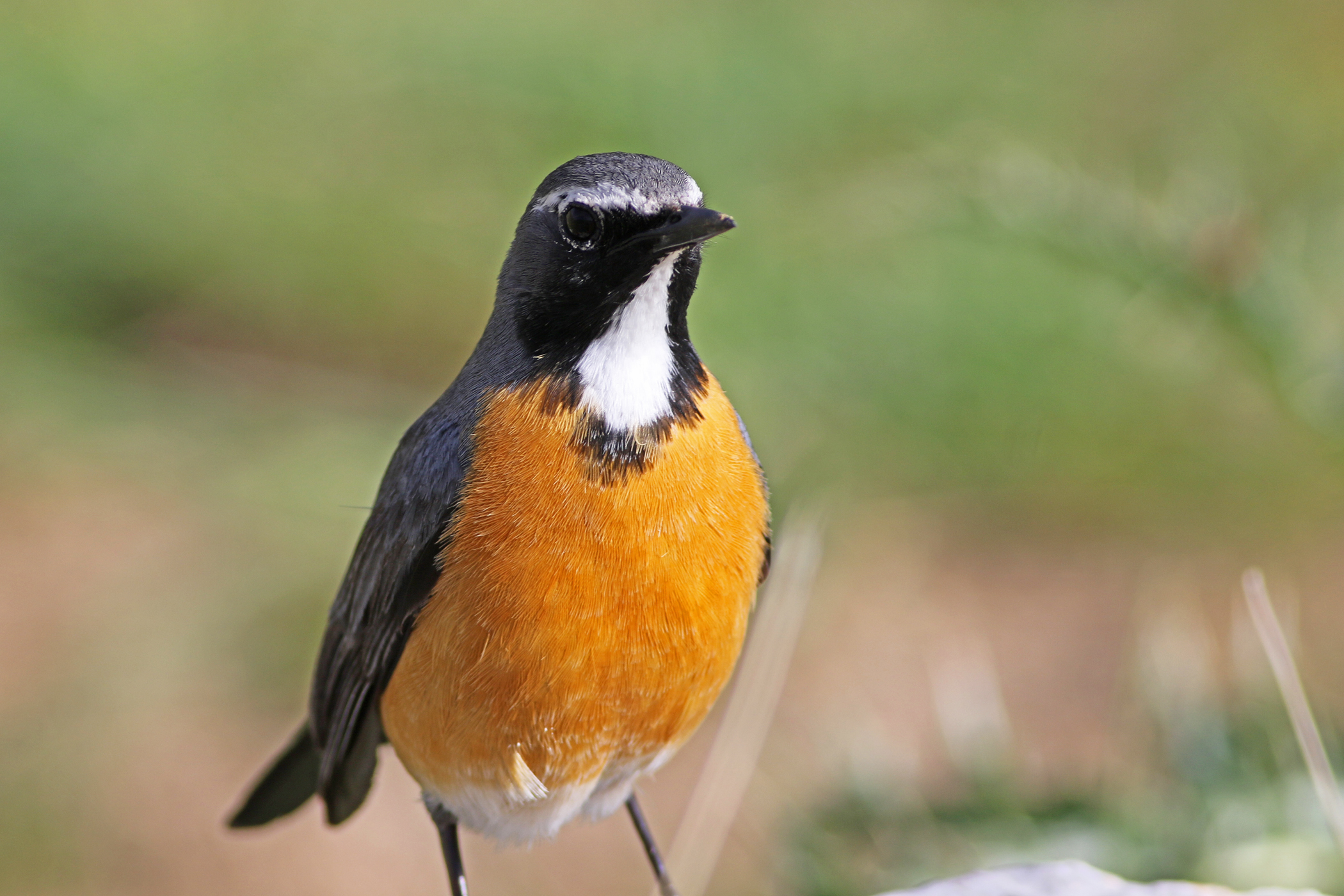 White-throated Robin